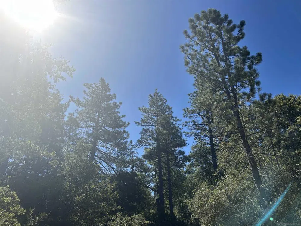8 Saunders Meadow Rd Idyllwild, CA 92549