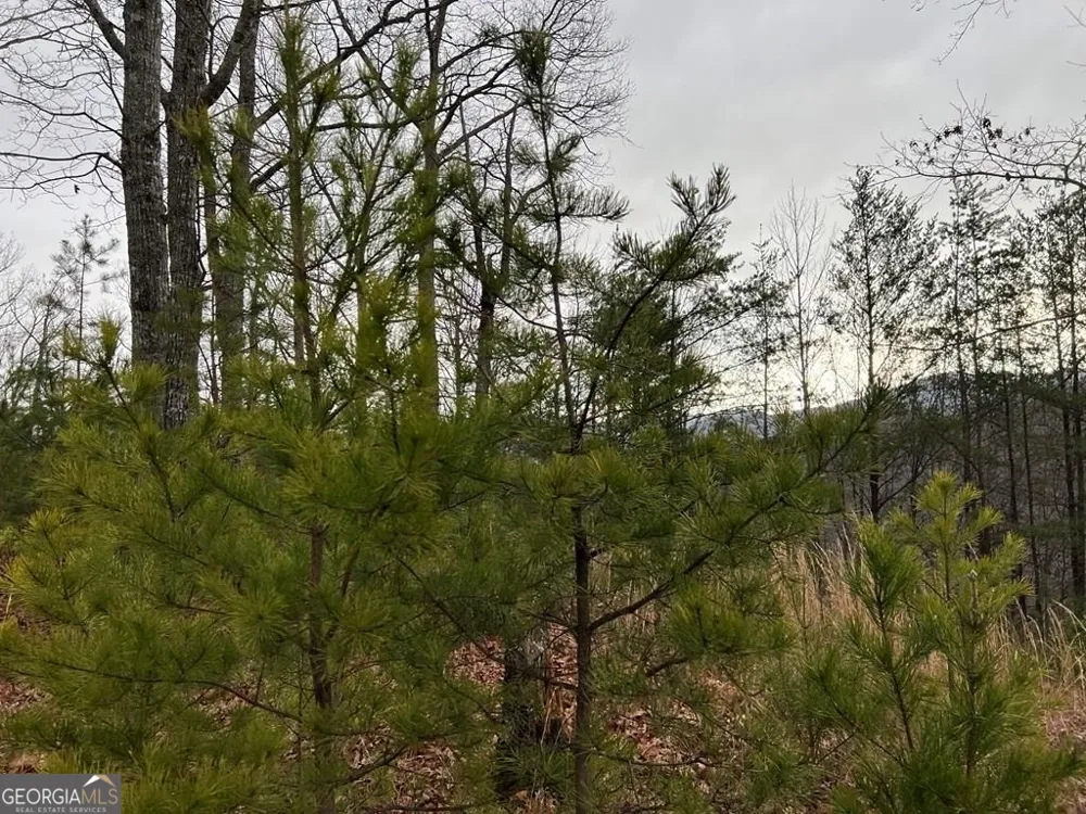 LOT 137 Shiloh Ridge Hayesville, NC 28904