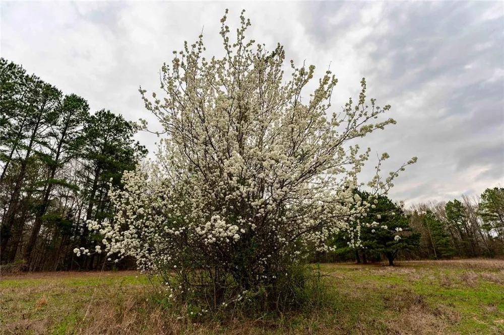 Central Road No City, TX 75686