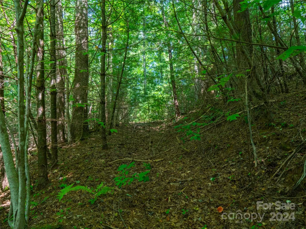 00000 Meadow Fork School Road Hot Springs, NC 28743