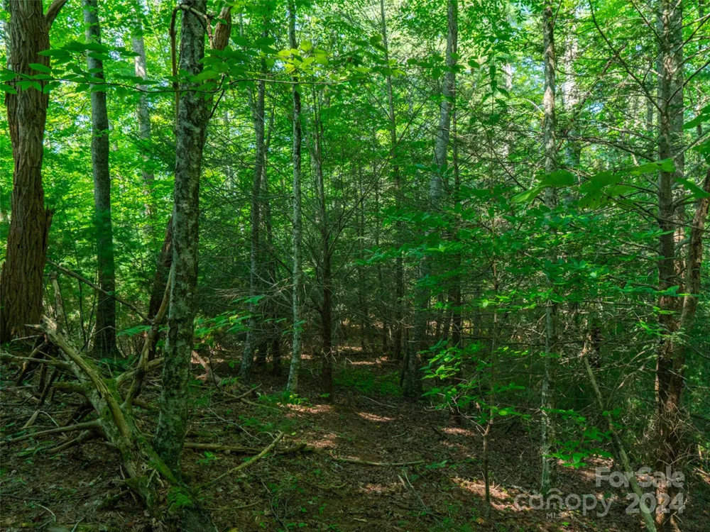00000 Meadow Fork School Road Hot Springs, NC 28743