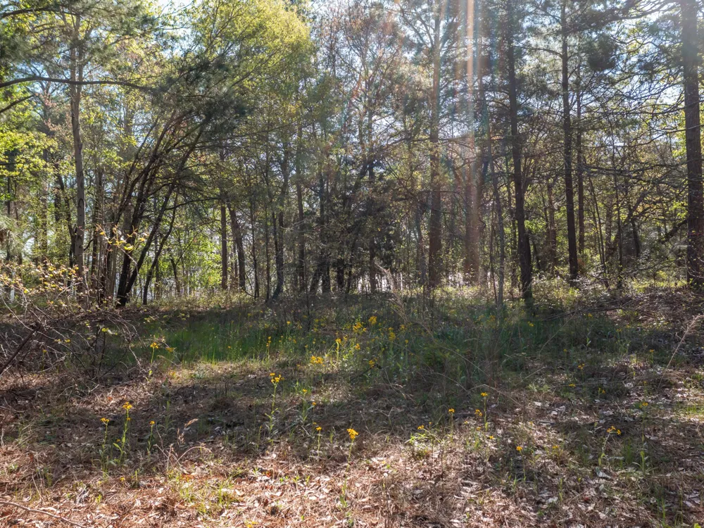 3108 Shadow Pine Drive Larue, TX 75770