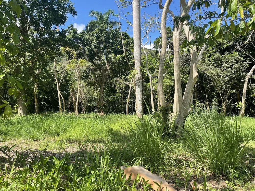 CALLE CARRAIZO Caguas, PR 00725