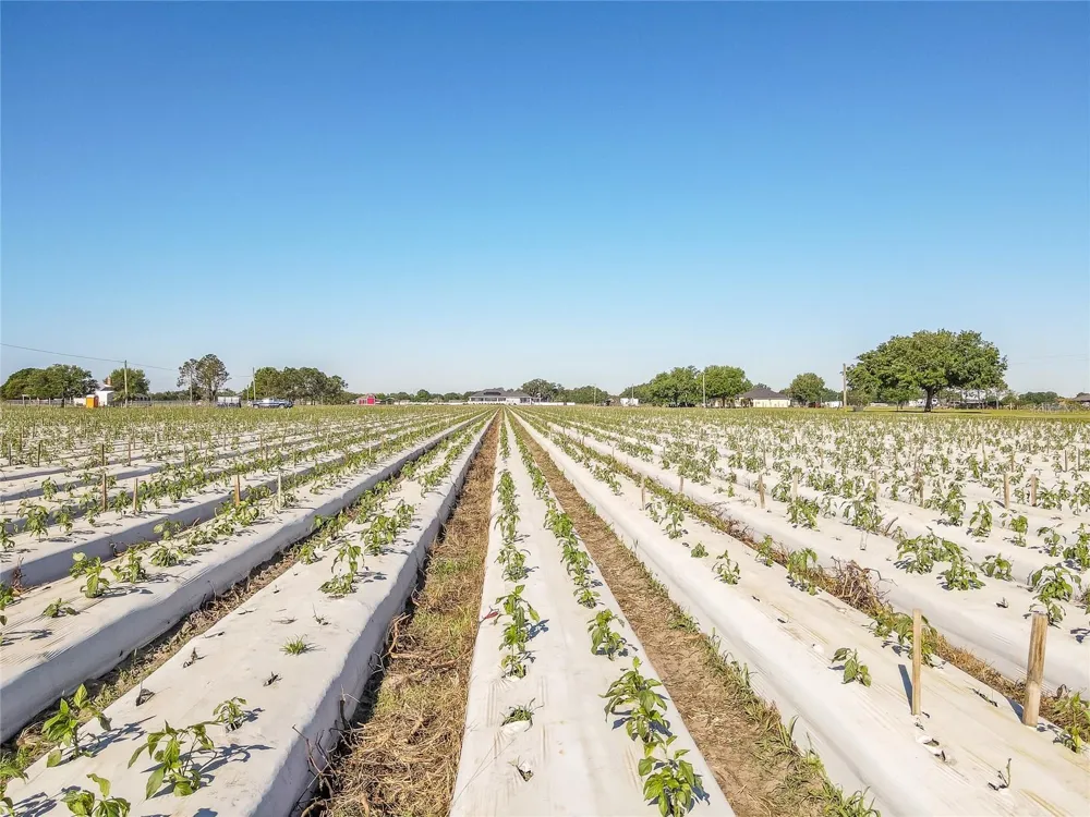 3811 OLD MULBERRY ROAD Plant City, FL 33567