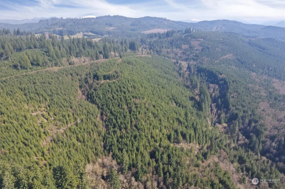 0 Cedar Mist Road Amboy, WA 98601