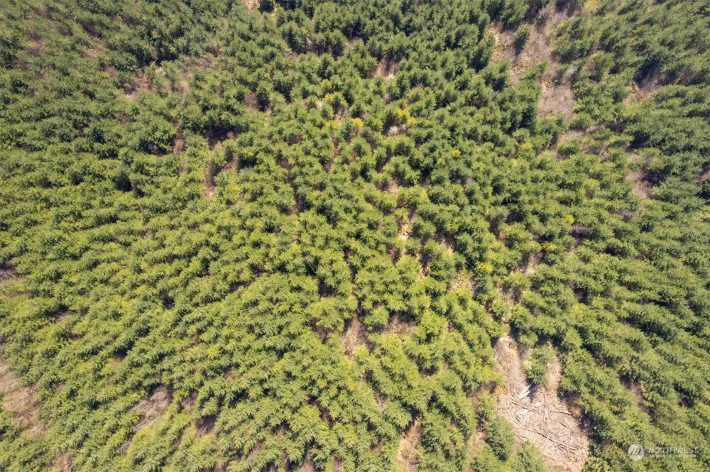 0 Cedar Mist Road Amboy, WA 98601