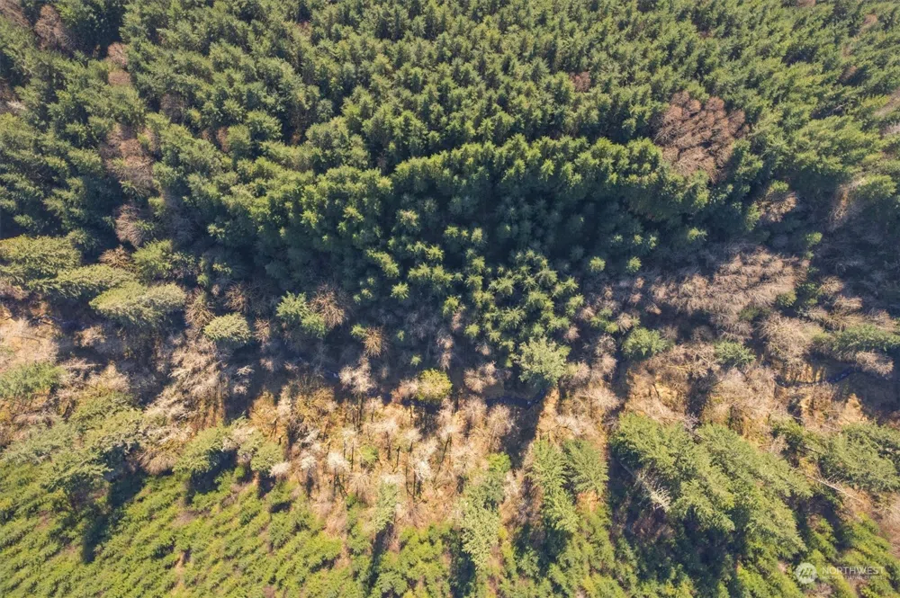 0 Cedar Mist Road Amboy, WA 98601