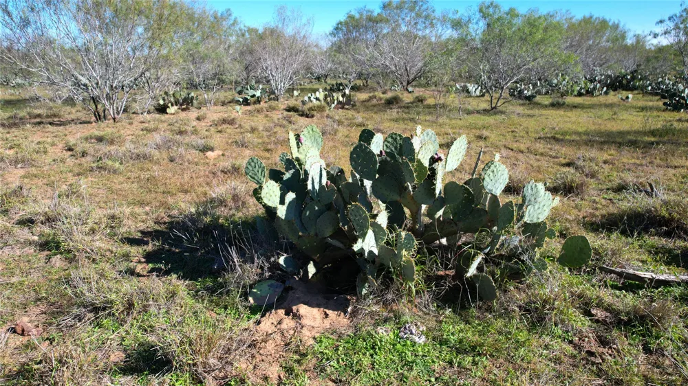 1913 County Road 3000 Pearsall, TX 78061