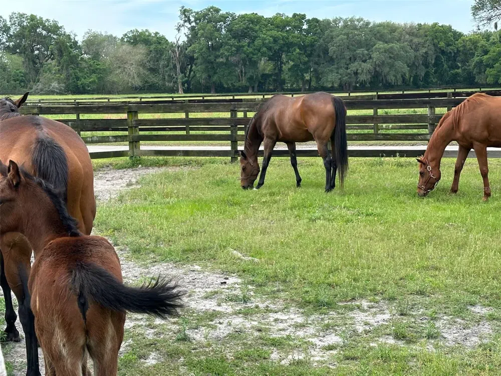 4101 NW 89TH PLACE ocala, FL 34482