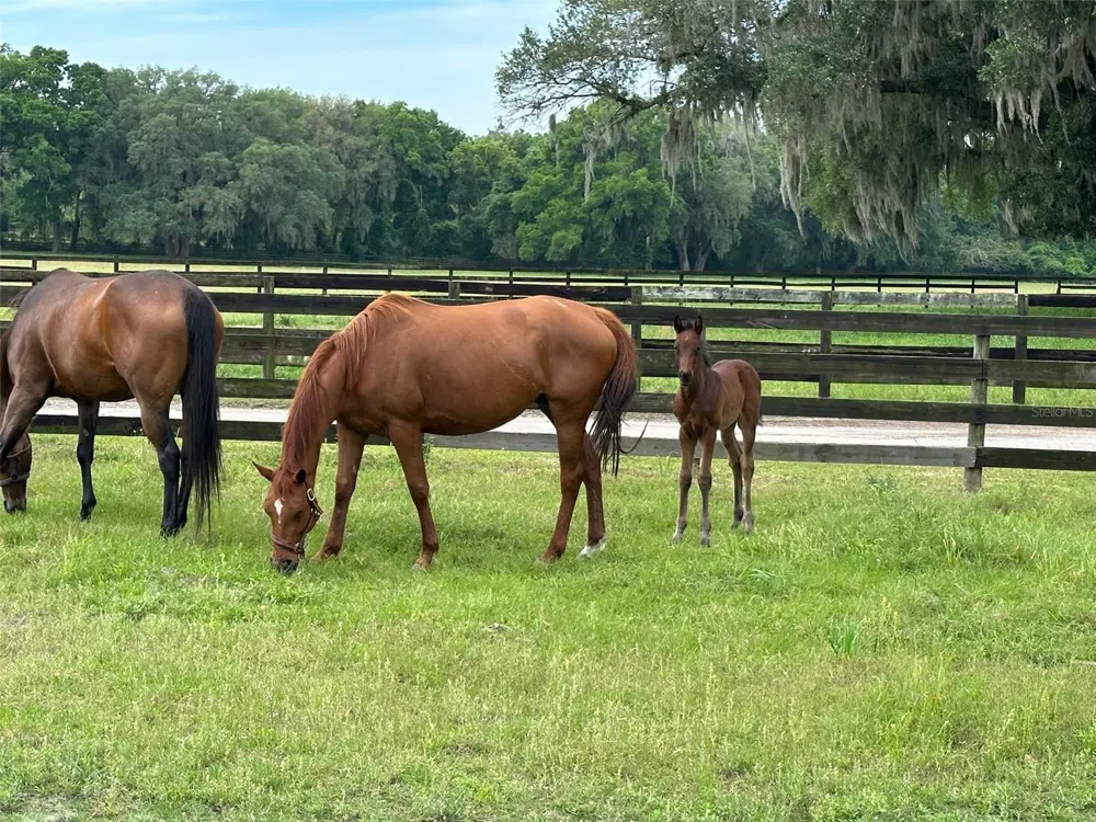 4101 NW 89TH PLACE ocala, FL 34482