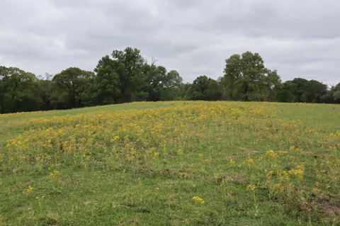 Rs County Road 2365