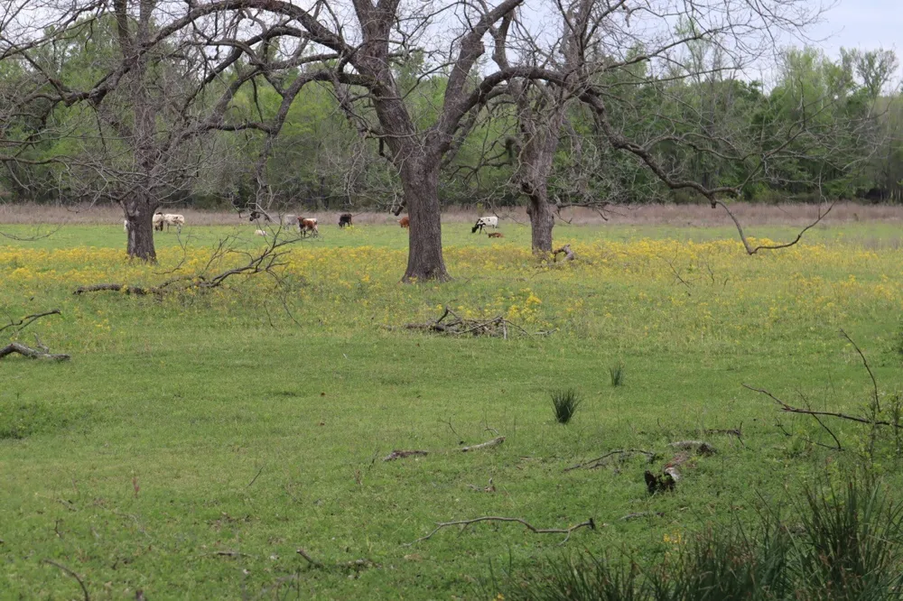 Rs County Road 2365 Alba, TX 75410