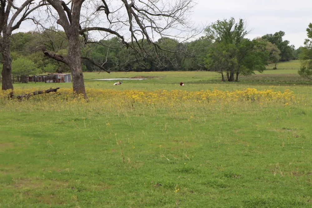 Rs County Road 2365 Alba, TX 75410
