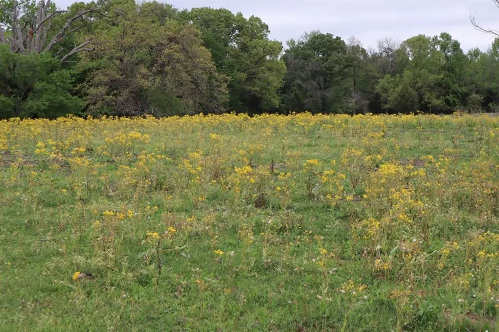 Rs County Road 2365 Alba, TX 75410