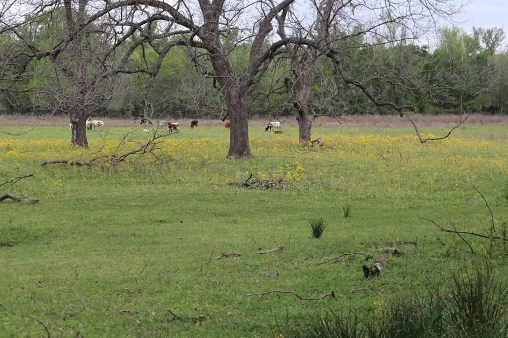 Rs County Road 2365 Alba, TX 75410