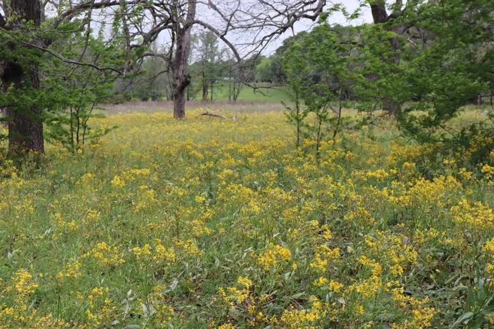 Rs County Road 2365 Alba, TX 75410