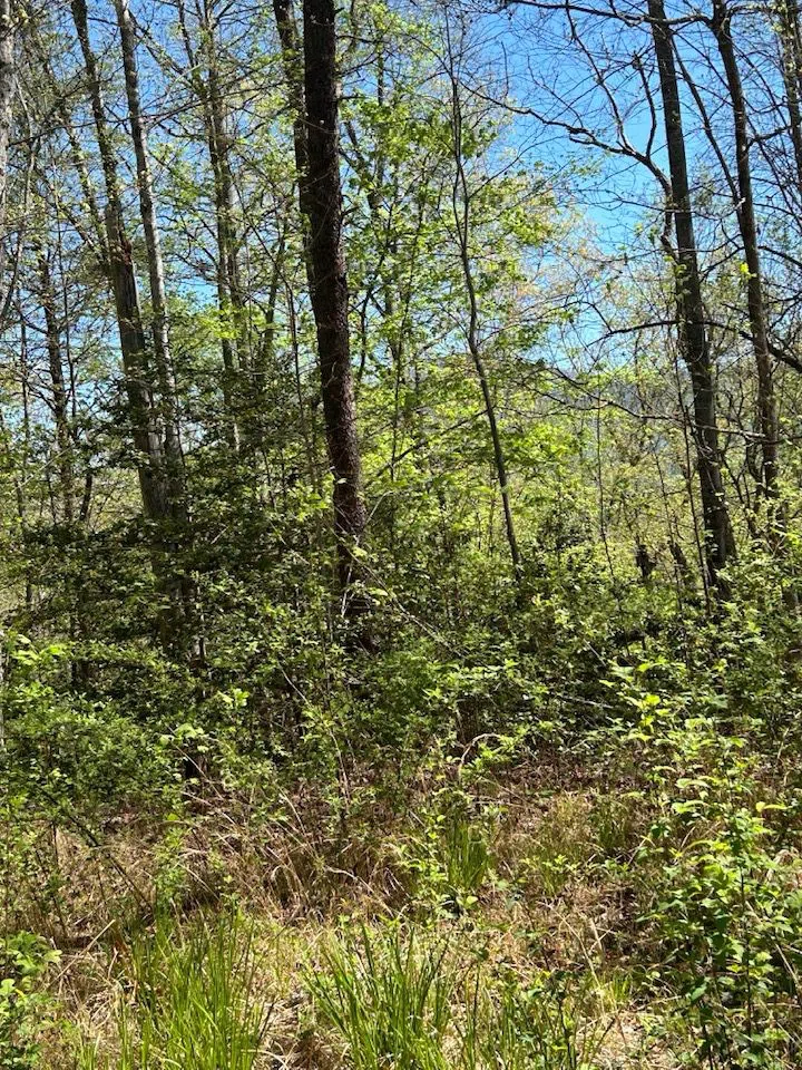Oak View Rd Whittier, NC 28789