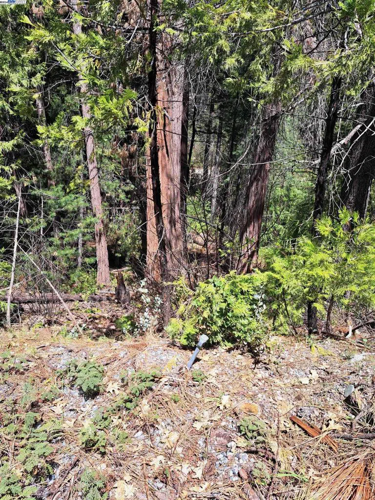Sly Park Pollock Pines, CA 95726