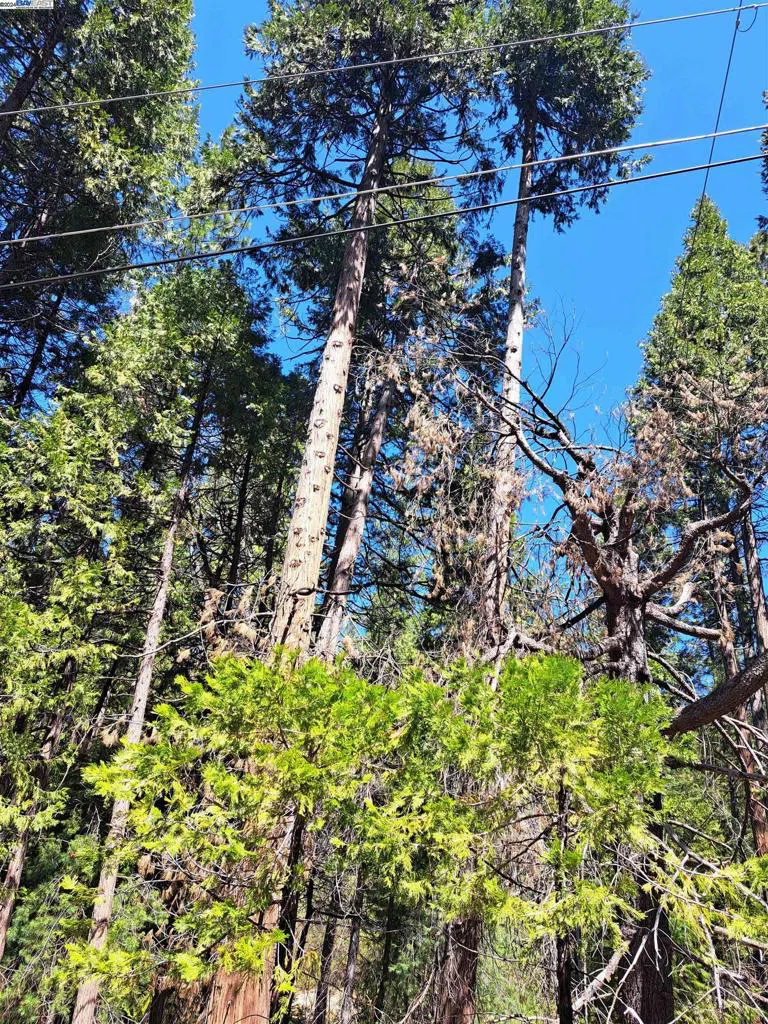 Sly Park Pollock Pines, CA 95726