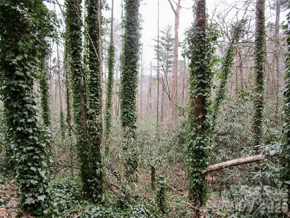 Lot #22 Toxaway Falls Drive Lake Toxaway, NC 28747