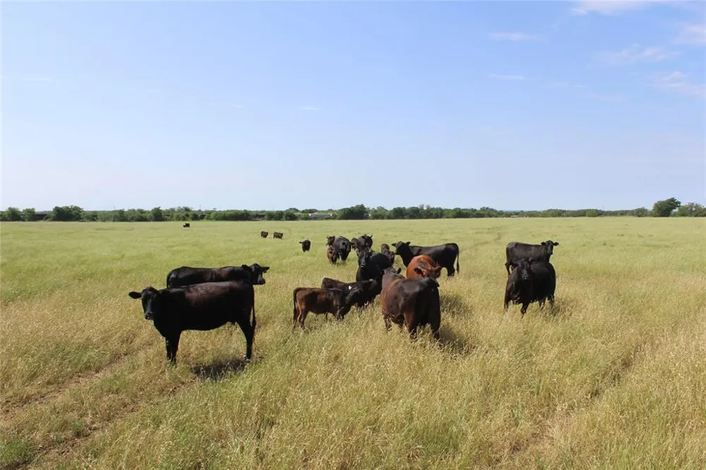 9999 County Road 334 Blanket, TX 76432