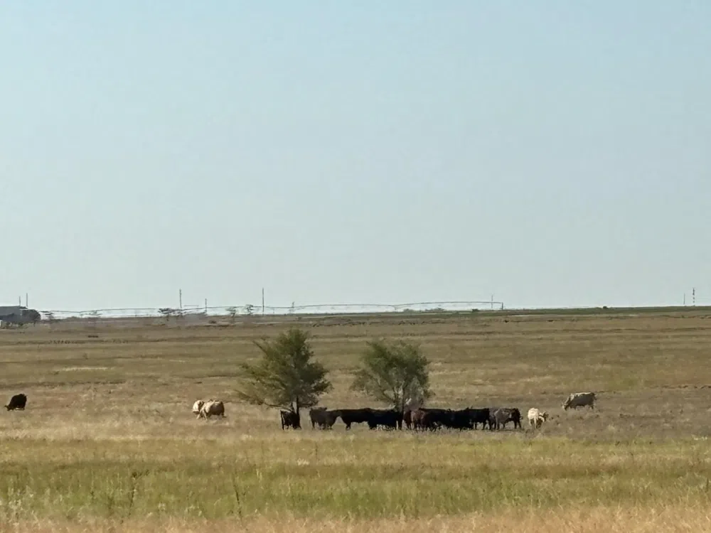 4517 County Road 7900 Lubbock, TX 79423