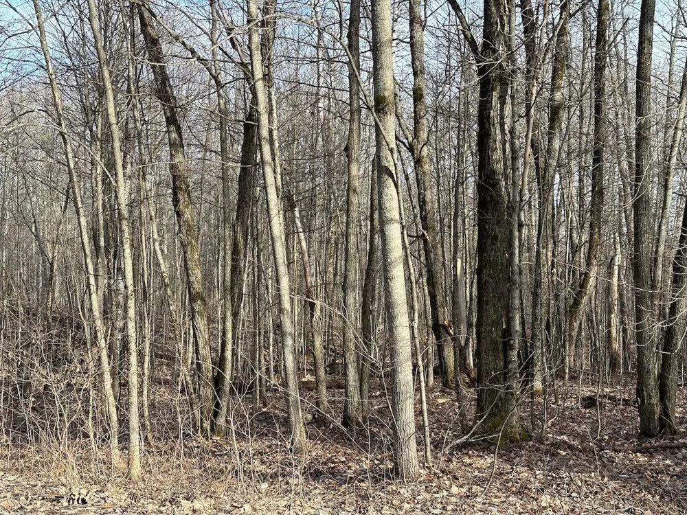 Dellwood Star Township, MI 49730
