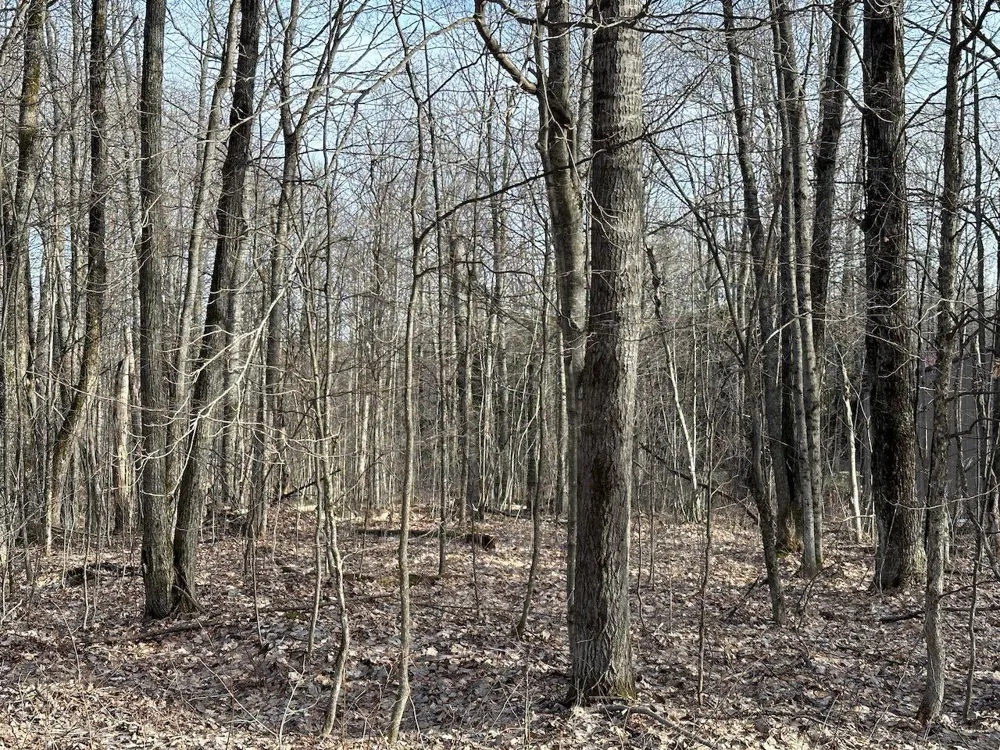 Dellwood Star Township, MI 49730
