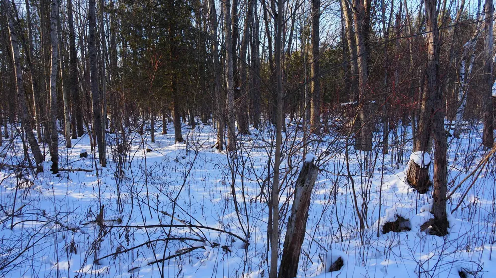 15991 Bentley Road Colfax Township, MI 49683