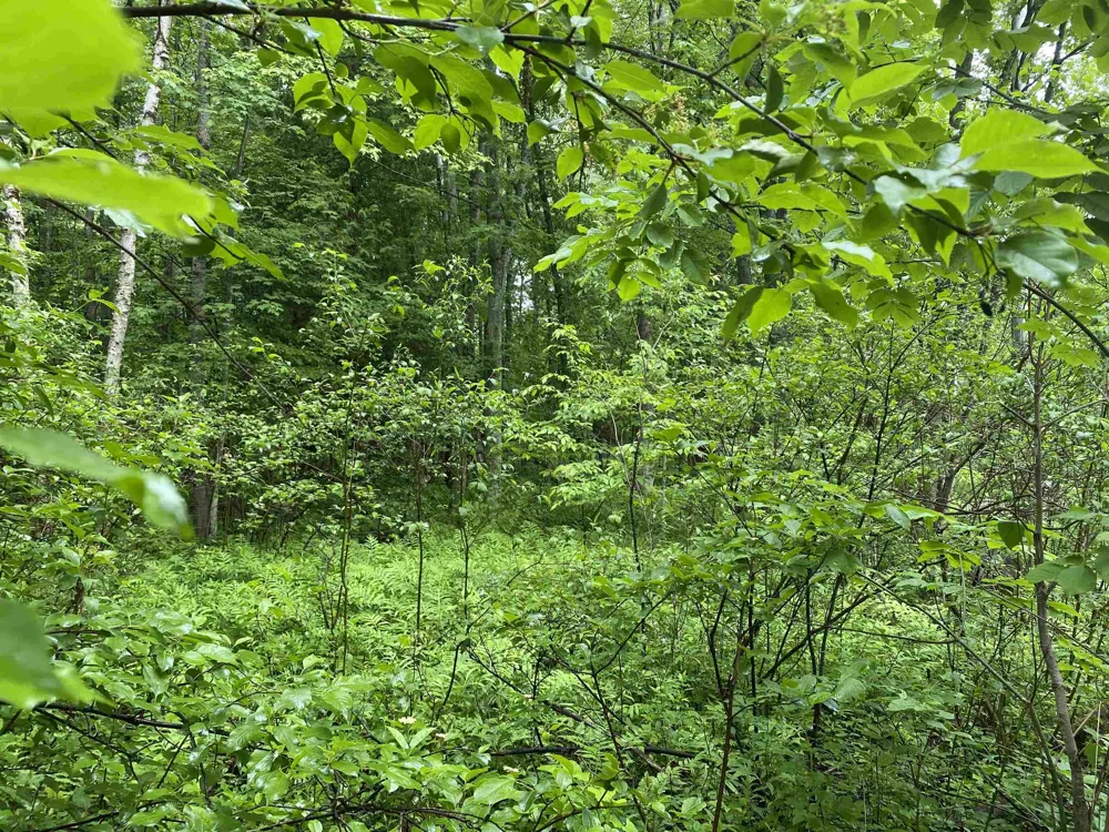 15991 Bentley Road Colfax Township, MI 49683