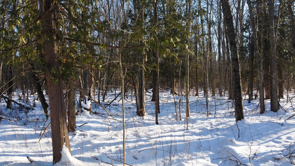 15991 Bentley Road Colfax Township, MI 49683
