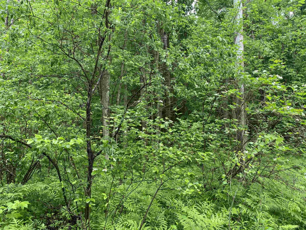 15991 Bentley Road Colfax Township, MI 49683