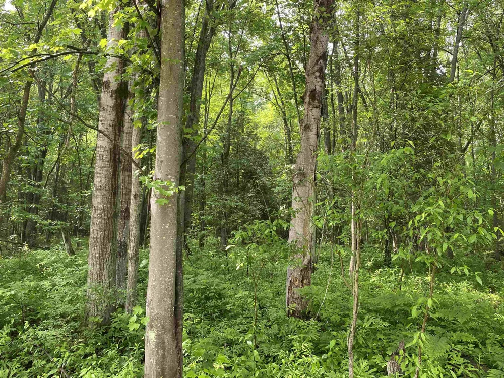 15991 Bentley Road Colfax Township, MI 49683