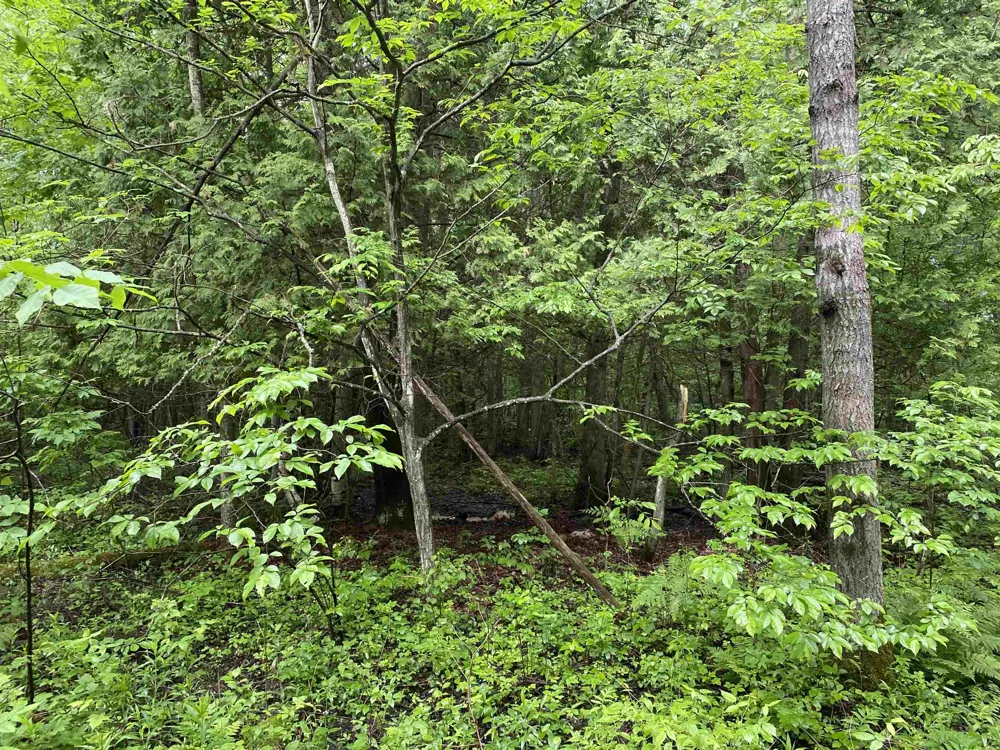 15991 Bentley Road Colfax Township, MI 49683