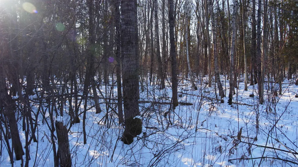 15991 Bentley Road Colfax Township, MI 49683