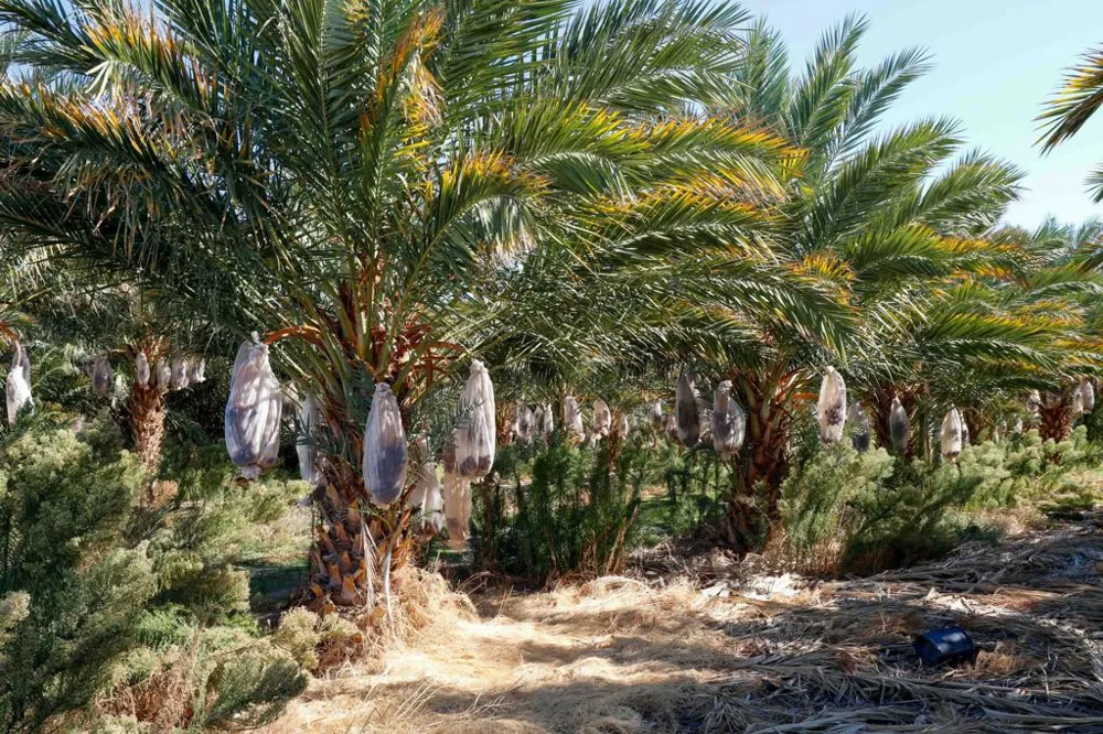 24511 Rice Rd Desert Center, CA 92239