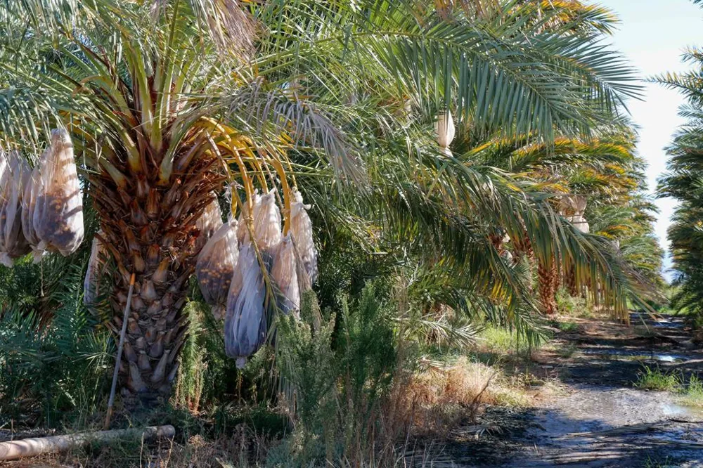 24511 Rice Rd Desert Center, CA 92239