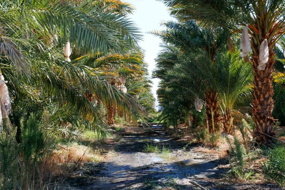 24511 Rice Rd Desert Center, CA 92239