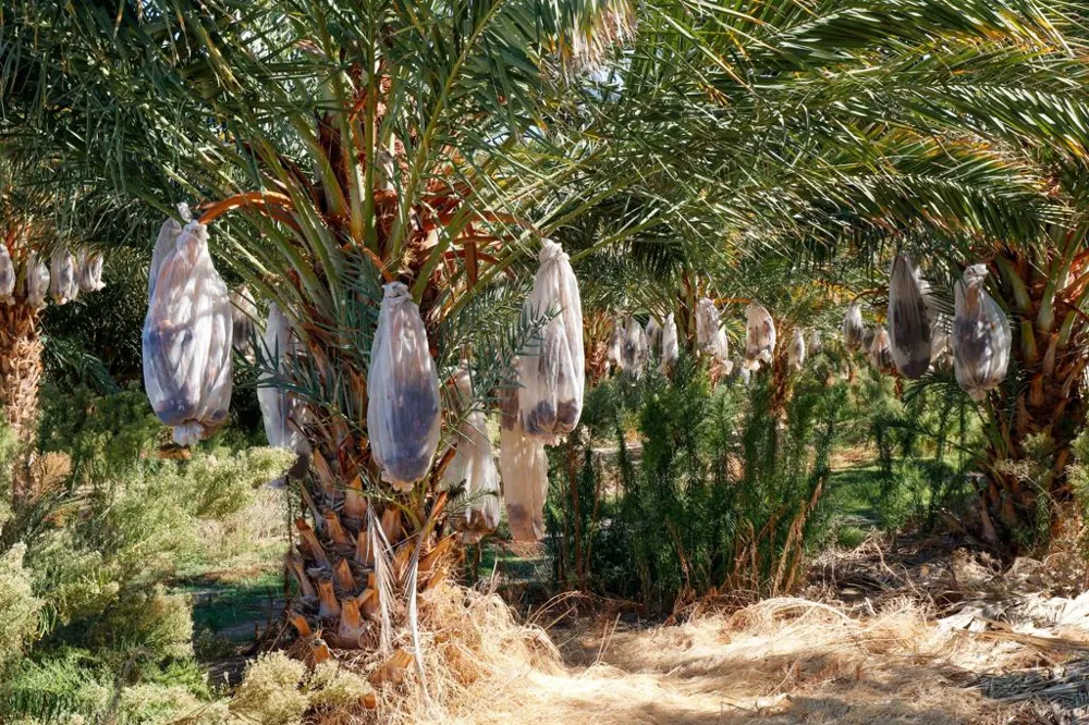 24511 Rice Rd Desert Center, CA 92239