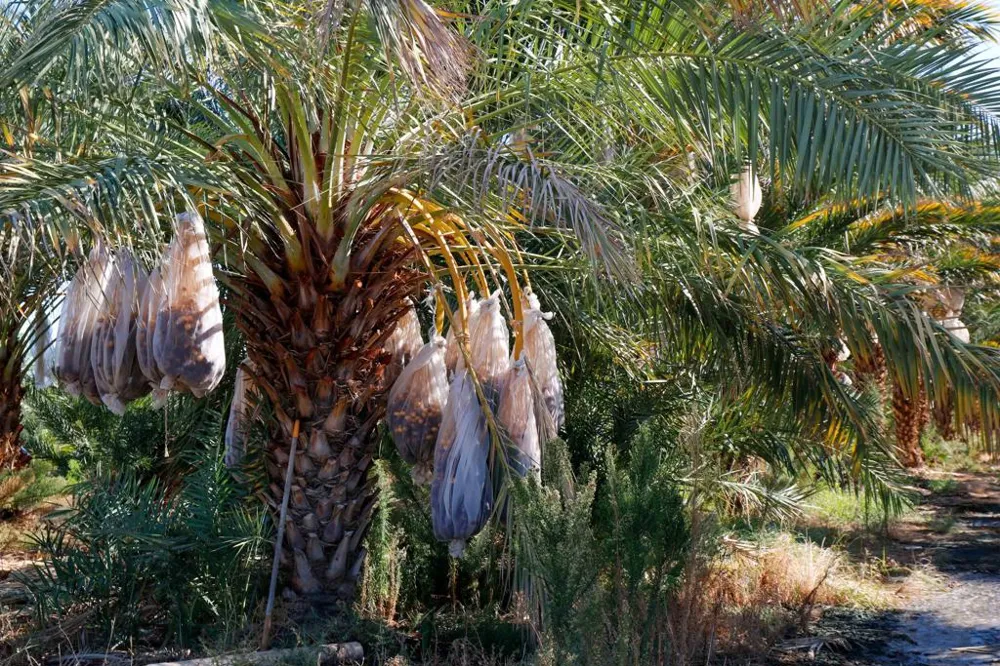 24511 Rice Rd Desert Center, CA 92239