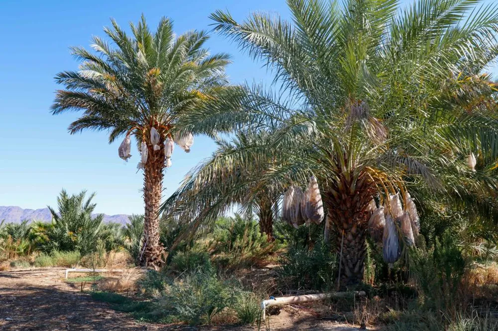 24511 Rice Rd Desert Center, CA 92239