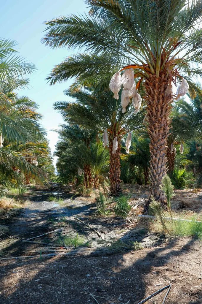 24511 Rice Rd Desert Center, CA 92239