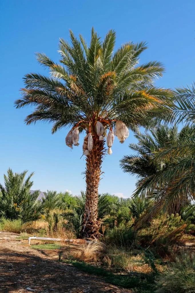 24511 Rice Rd Desert Center, CA 92239