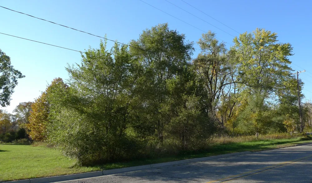 4398 17 Mile Road NE Cedar Springs, MI 49319