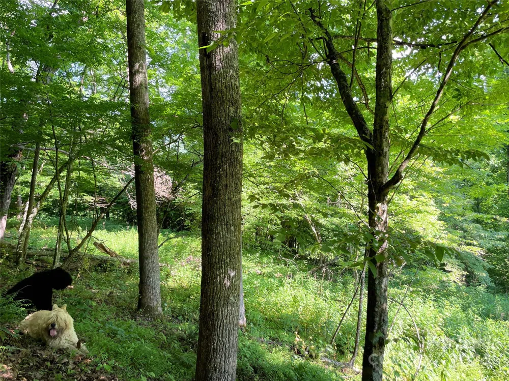 3065 Piney Hill Road Burnsville, NC 28714