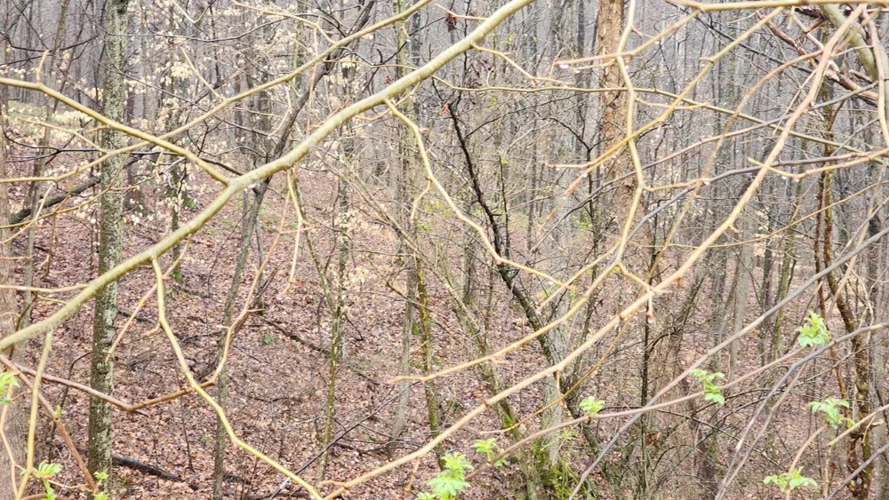 1120 Jacobs Ct Joelton, TN 37080