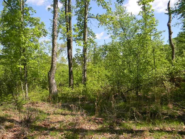 0 Ogden Road Waverly, TN 37185