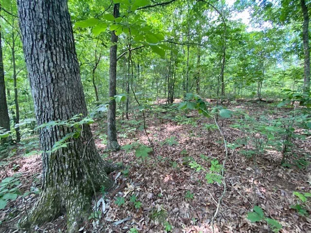 0 Eagle Nest Ln Big Sandy, TN 38221