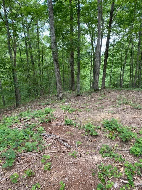 0 Eagle Nest Ln Big Sandy, TN 38221