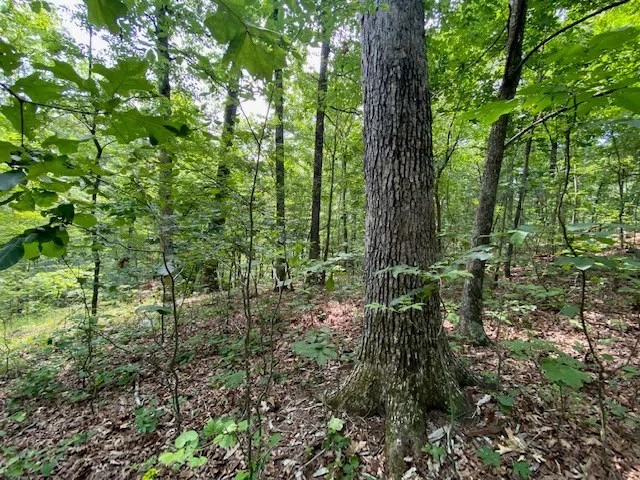 0 Eagle Nest Ln Big Sandy, TN 38221